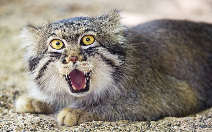 Pallas's cat, face, front view, gray and black cat, Pallas, Cat, Face, Front, View, HD wallpaper