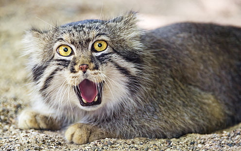 Pallas's cat, face, front view, gray and black cat, Pallas, Cat, Face, Front, View, HD wallpaper HD wallpaper