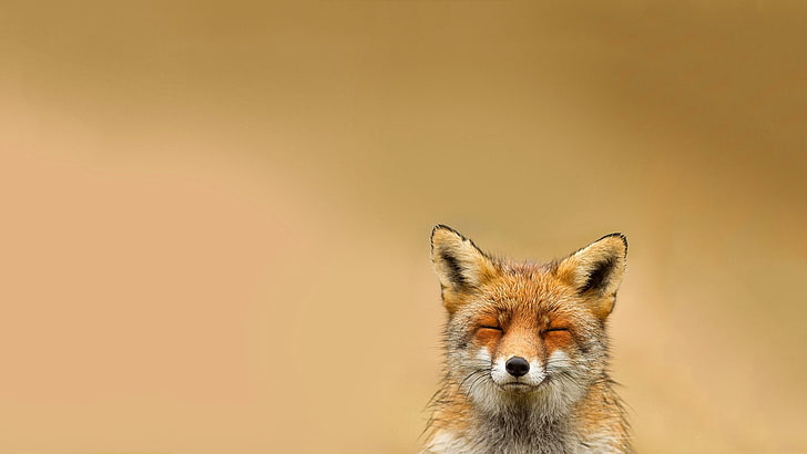 brown fox, animals, happy, relaxing, fox, HD wallpaper