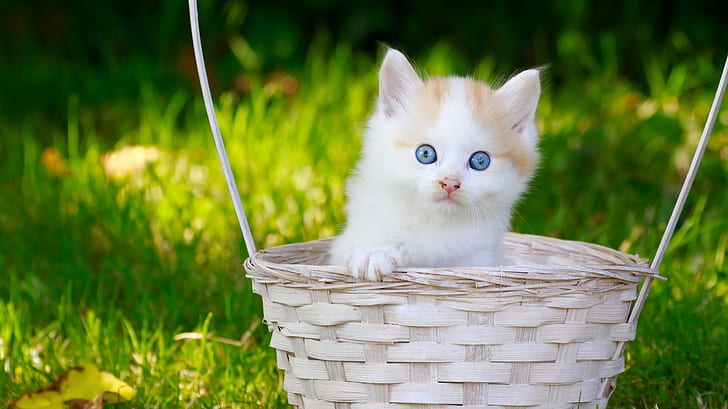 Kotek, niemowlę, koszyk, biało-pomarańczowy kotek z krótkim futrem, niemowlę, kotek, spojrzenie, koszyk, niebieskie oczy, Tapety HD