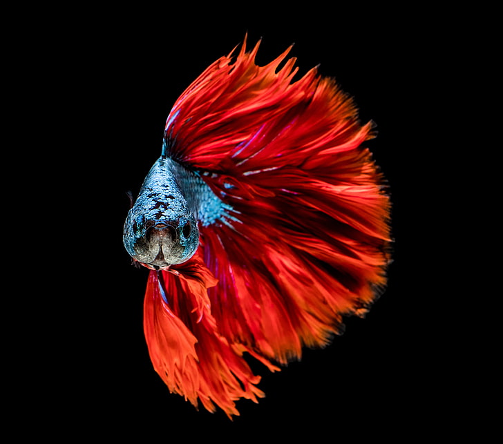 赤い満月ベタの魚、色、赤、青、魚、頭、 HDデスクトップの壁紙