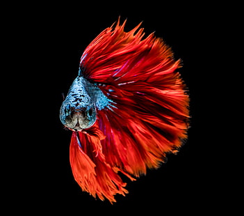 سمكة البيتا ذات البدر الأحمر ، الألوان ، الأحمر ، الأزرق ، الأسماك ، الرأس، خلفية HD HD wallpaper