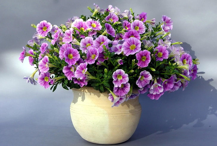 purple petunias and beige pot, petunias, flowers, planters, shade, HD wallpaper
