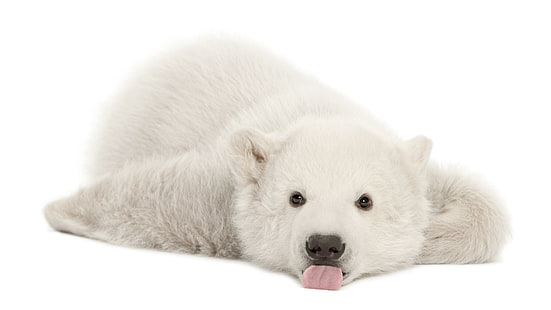 белый медведь, детёныш, детка, медведь, HD обои HD wallpaper