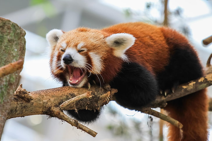 roter Panda, roter Panda, Natur, Tiere, HD-Hintergrundbild