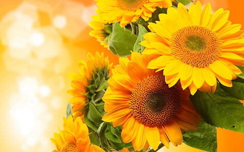 زهور ، عباد الشمس ، فنية ، ورقة ، زهرة صفراء، خلفية HD HD wallpaper