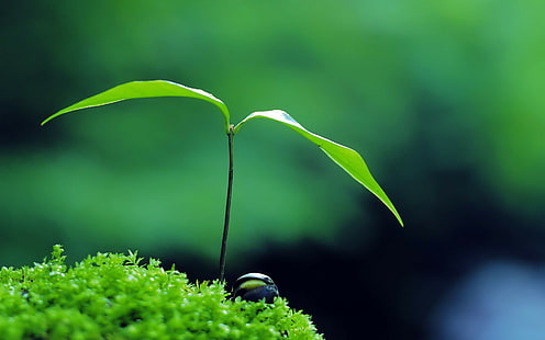 Растение, зелено, дзен, природа, растение, зелено, дзен, HD тапет HD wallpaper