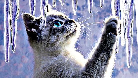 Zwierzęta Koty Streszczenie Artystyczny Lód Śliczne obrazy tła pulpitu, kotek syjamski, koty, abstrakcyjne, zwierzęta, artystyczne, tło, słodkie, pulpit, obrazy, Tapety HD HD wallpaper