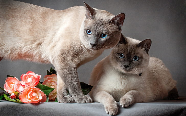Tayland kedisi, iki kedi, çiçekler, gri arka plan, Tayland kedisi, iki kedi, çiçekler, gri, arka plan, HD masaüstü duvar kağıdı