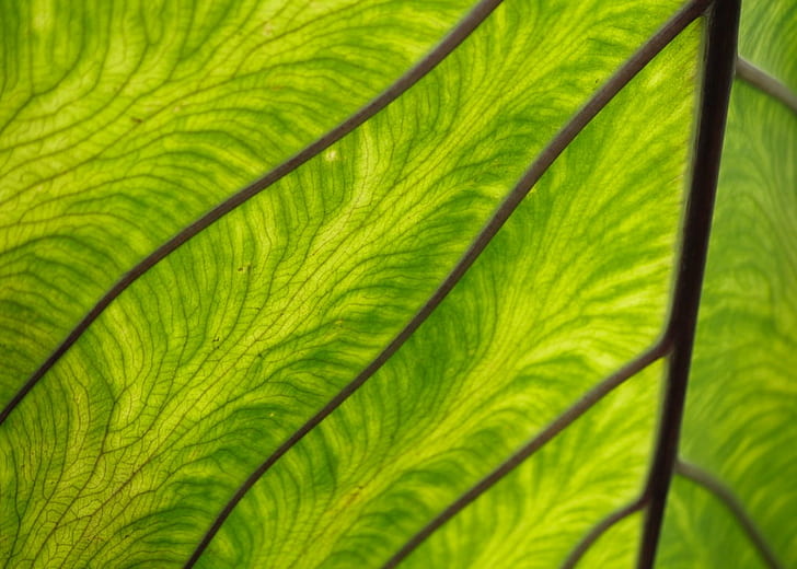 fotografi close-up daun hijau, daun hijau, alien, fotografi close-up, daun hijau, Wallpaper HD