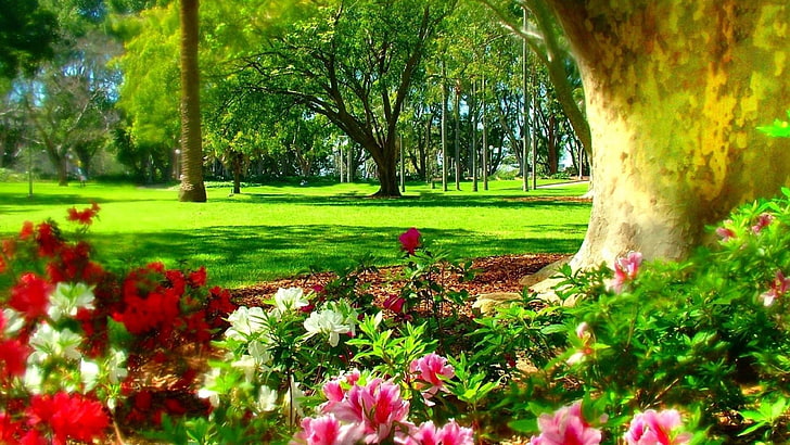 spring, tree, park, flowers, HD wallpaper