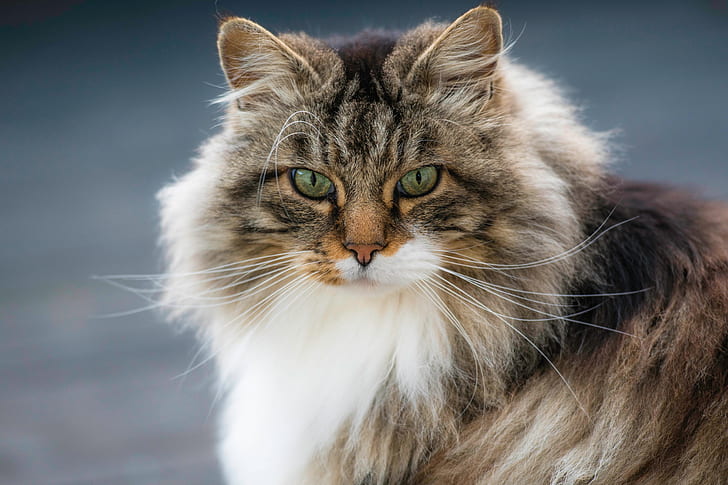 cat, look, portrait, muzzle, fluffy, Norwegian forest cat, HD wallpaper