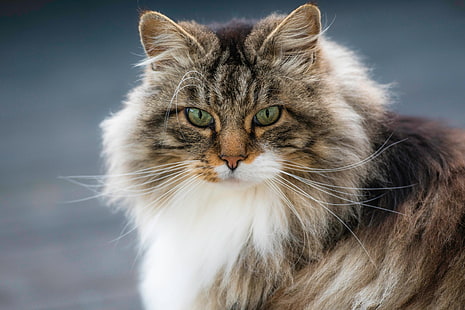 кот, взгляд, портрет, морда, пушистая, норвежская лесная кошка, HD обои HD wallpaper