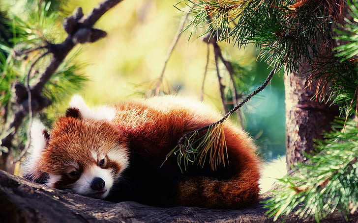 Red Panda HD, animals, red, panda, HD wallpaper