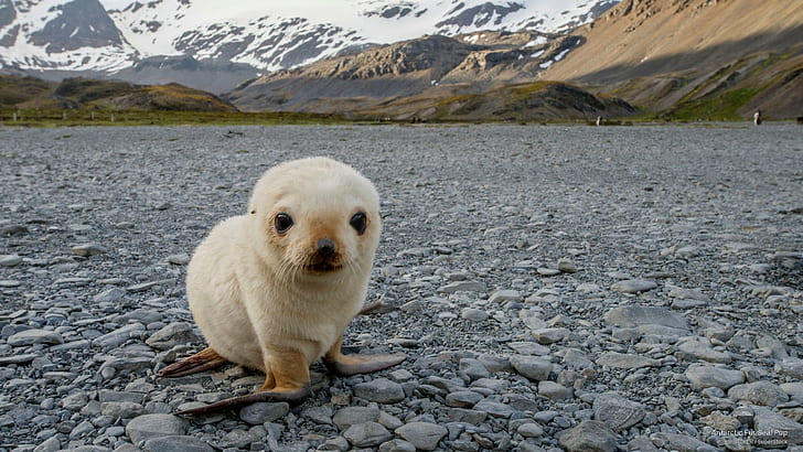 Antarctic Fur Seal Pup, Animals, HD wallpaper