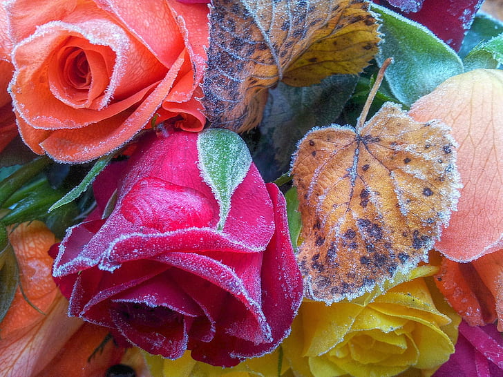 foto close-up bunga tiruan merah dan oranye, es, close-up, foto, merah, oranye, bunga buatan, Rosen, beku, mawar, Farben, warna, alam, daun, latar belakang, Wallpaper HD