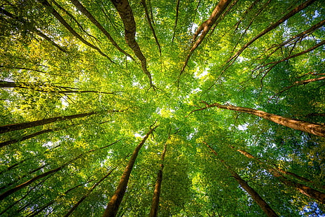 fotografi sudut rendah pohon hijau, pohon, alam, hutan, pandangan mata cacing, daun, Wallpaper HD HD wallpaper