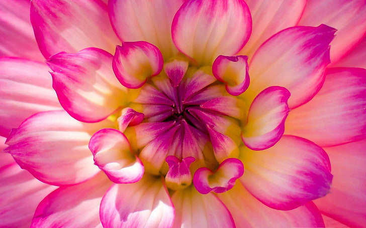 pink beauty-Summer plant Wallpaper, pink and white Dahlia flowers, HD wallpaper