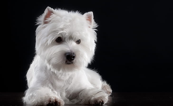 background, baby, Puppy, The West highland white Terrier, HD wallpaper