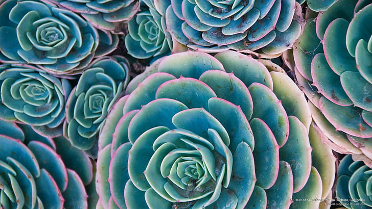 Cluster of Succulents, Santa Barbara, California, Bunga / Taman, Wallpaper HD