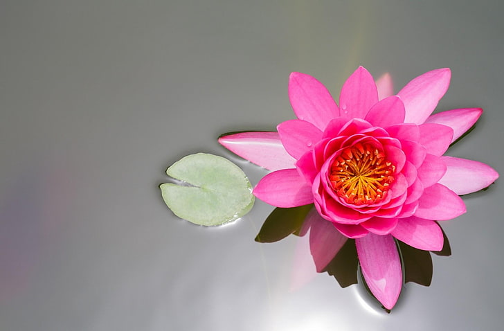 pink lotus, waterlily, pink, water, surface, HD wallpaper