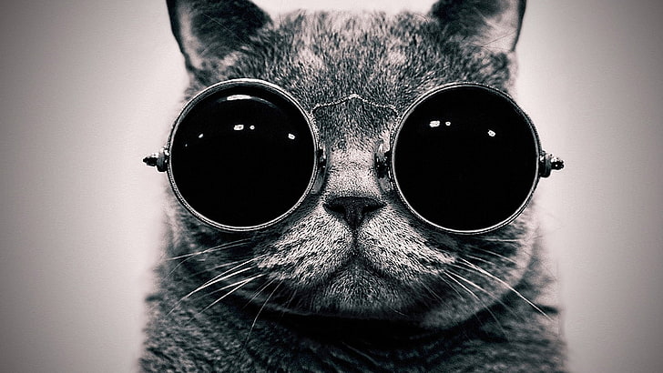 gato de óculos redondos na fotografia em escala de cinza gato preto óculos de sol animais monocromático fundo simples, HD papel de parede