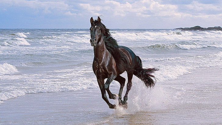 cheval brun, cheval, course, spray, plage, saut, Fond d'écran HD