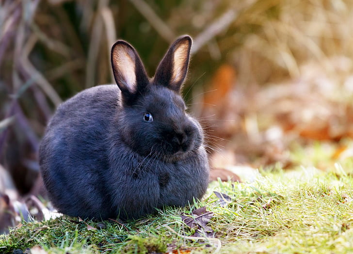 Кролик в траве, черный кролик, Кролик, Природа, трава, волосы, уши, HD обои