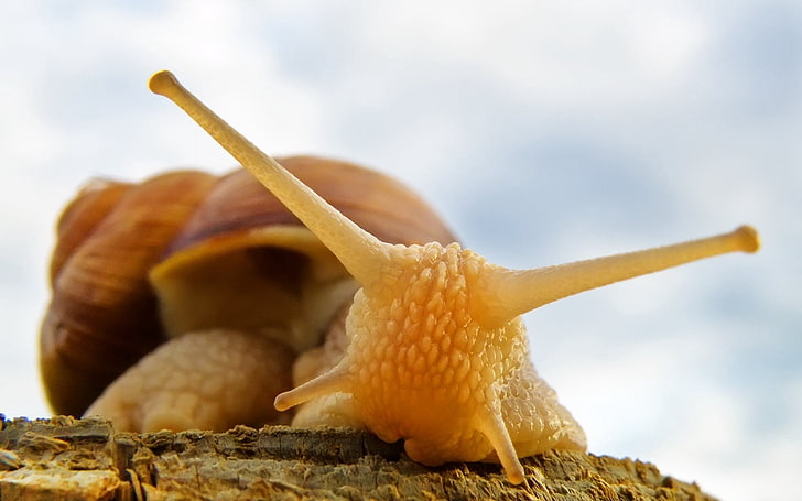 brown snail, caterpillar, shell, antennae, HD wallpaper