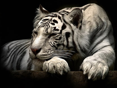 호랑이, 동물, 큰 고양이, HD 배경 화면 HD wallpaper