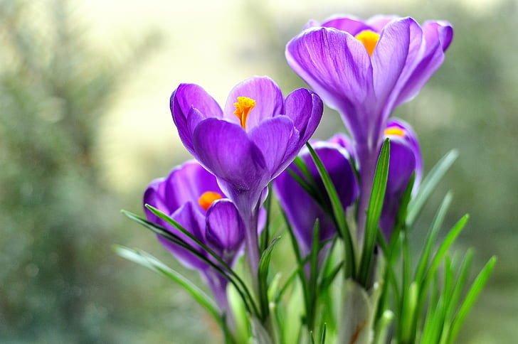 bunch of purple flowers, crocus, crocus, nature, flower, plant, crocus, springtime, beauty In Nature, purple, tulip, close-up, season, HD wallpaper