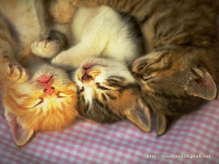 งีบหลับของครอบครัวสัตว์แมว felines สัตว์เลี้ยงนอนหลับ HD สัตว์แมวสัตว์เลี้ยงแมวนอนหลับแมว, วอลล์เปเปอร์ HD
