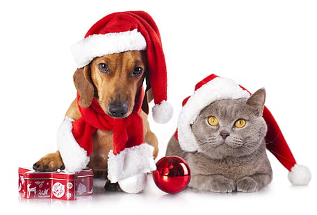 Vacaciones, Navidad, Gato, Adornos navideños, Dachshund, Perro, Fondo de pantalla HD HD wallpaper