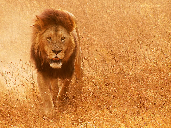 動物、ライオン、哺乳類、 HDデスクトップの壁紙