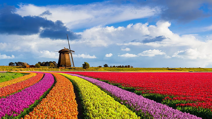природа, пейзаж, ветряная мельница, цветы, облака, небо, красные цветы, оранжевые цветы, розовые цветы, фиолетовый цветок, желтые цветы, деревья, забор, дом, поле, ферма, тюльпаны, тюльпаны ферма, Нидерланды, HD обои