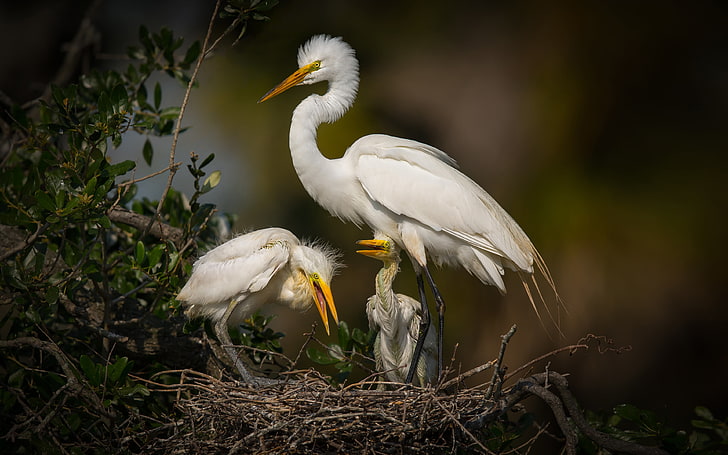 Nest auf Silberreiher White Heron Florida Sumpfvogel Vögel 4k Ultra Hd Wallpapers Best Hd Photos 3840 × 2400, HD-Hintergrundbild