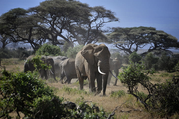 木、アンボセリ国立公園、ケニア、アンボセリ国立公園、ケニア、象、アンボセリ国立公園、ケニア、東アフリカ、野生動物の写真、グループ、灰色、象、木、ライン、ラインの近くの灰色の象のグループの野生動物の写真、大きな雄牛、男性、パックのリーダー、アカシア、アフリカ、野生動物、自然、サファリ動物、野生の動物、動物、サバンナ、哺乳類、アフリカゾウ、サファリ、国立公園、大、 HDデスクトップの壁紙