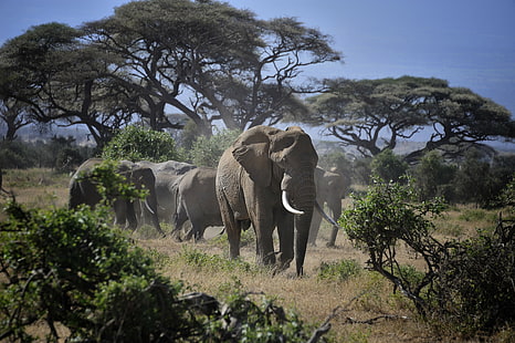 Photographie de la faune du groupe d'éléphants gris près des arbres, parc national d'Amboseli, Kenya, parc national d'Amboseli, Kenya, éléphants, Parc national d'Amboseli, Kenya, Afrique de l'Est, photographie de la faune, groupe, gris, éléphant, arbres, en ligne, une ligne,gros taureau, mâle, chef de la meute, acacia, afrique, faune, nature, safari animaux, animaux à l'état sauvage, animal, savane, mammifère, éléphant d'Afrique, safari, parc national, grand, Fond d'écran HD HD wallpaper