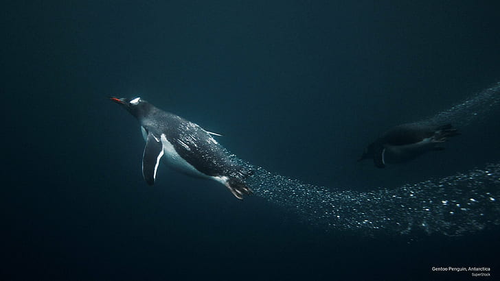 Gentoo Penguin, Antartika, Hewan, Wallpaper HD