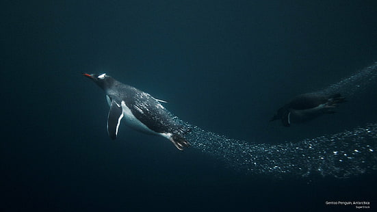 Pinguim-gentoo, Antártica, Animais, HD papel de parede HD wallpaper