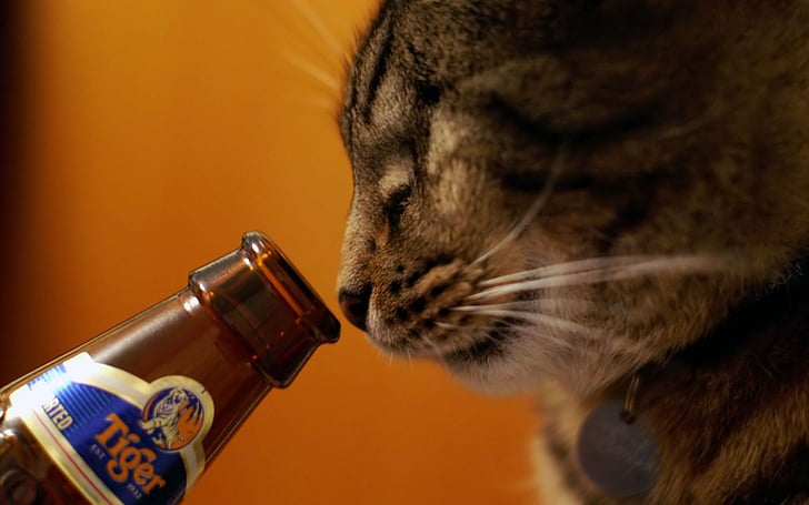 alcohol, animals, beers, cats, drinks, pets, Tigers, HD wallpaper