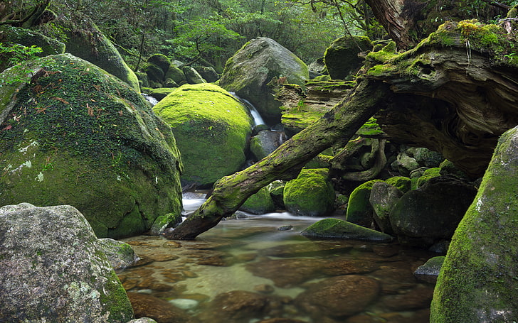 Shiratani Unsuikyo, forests, green, japan, landscape, long‑exposure, nature, photography, water, waterfalls, yakushimajapan, HD wallpaper