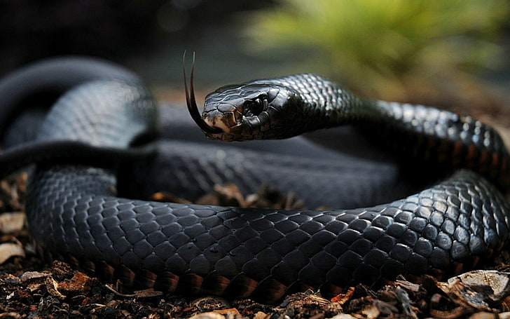 black snake, reptiles, snake, black, depth of field, dark skin, eyes, wood, looking away, angry, tail, plants, macro, scales, brown, HD wallpaper