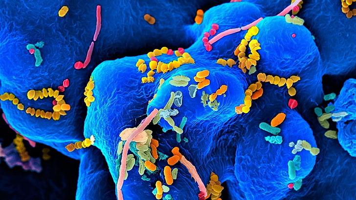 azul, bacteria, organismo, microorganismo, microbios, biología, microscopio, Fondo de pantalla HD