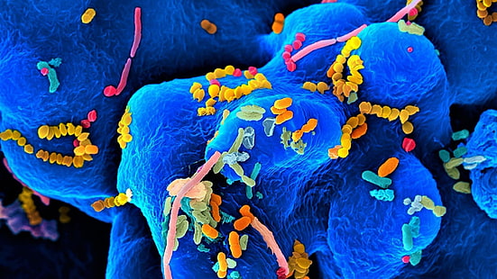 blu, batteri, organismi, microrganismi, microbi, biologia, microscopio, Sfondo HD HD wallpaper