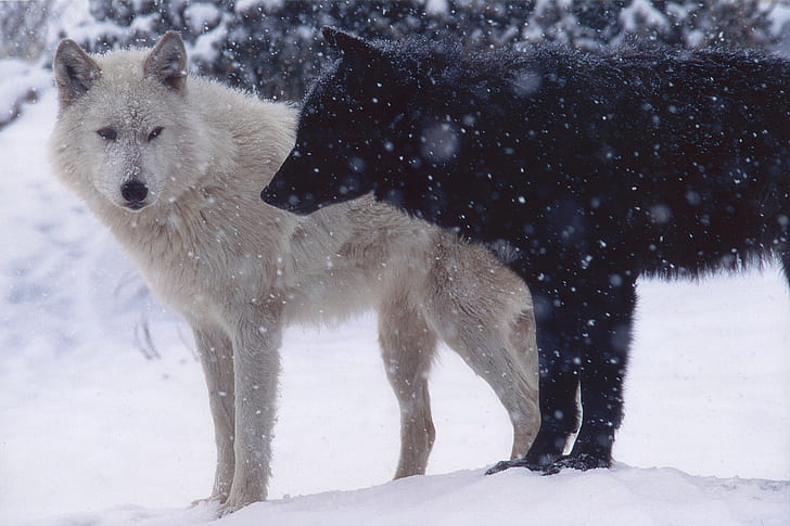 dois lobos preto e brancos, lobo, animais, HD papel de parede