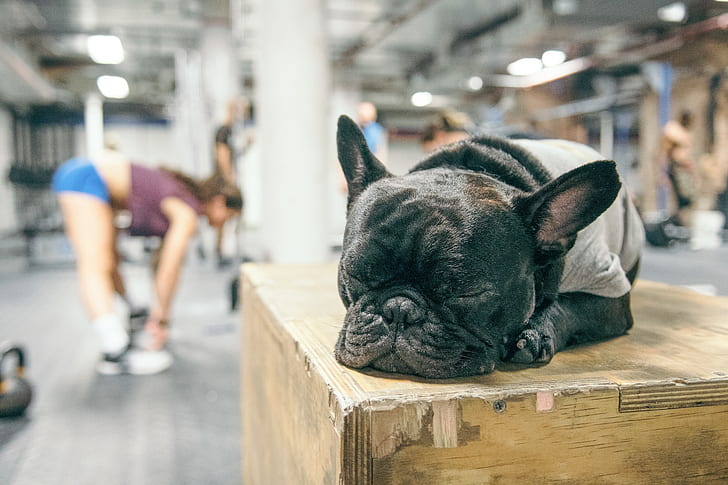 animals, dog, French Bulldog, Gyms, Sleeping, women, HD wallpaper