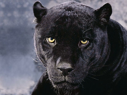 เสือชีตาห์สีดำเสือชีตาห์สีดำ, วอลล์เปเปอร์ HD HD wallpaper