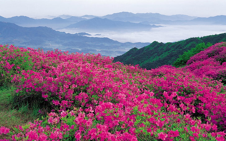 розовая азалия цветы, цветы, горы, розовый, склон, HD обои