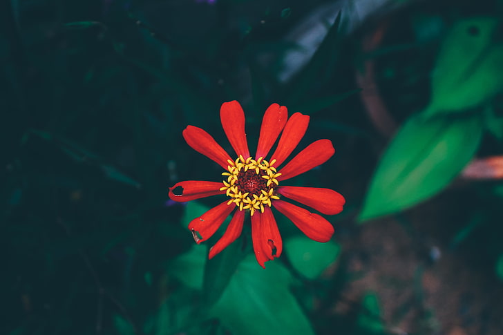 red Zinnia flower, flower, bud, petals, HD wallpaper